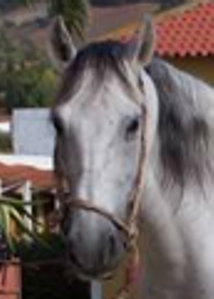 Melga, the horse.